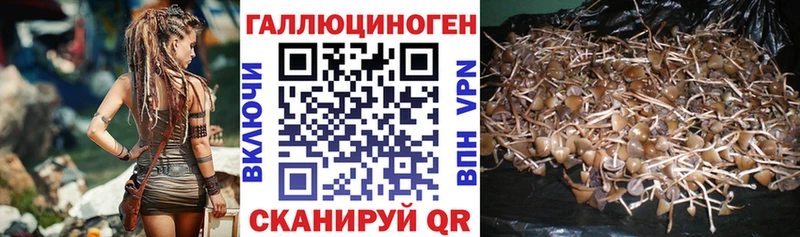 Купить закладки  Электросталь  Псилоцибиновые грибы Psilocybine cubensis 